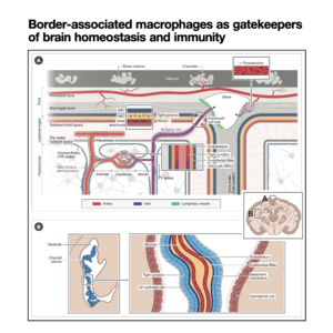 048-Border-associated macrophages as gatekeepers of brain