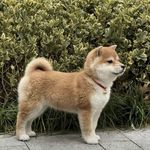 我是一颗柠檬糖