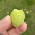 水良里予