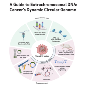 043-A Guide to Extrachromosomal DNA
