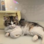 吃麻辣烫不上火