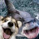 心不要在笼子里