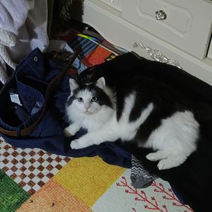 给姐姐的晚安夜读