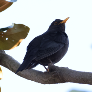 观察乌鸫的十三种方式 | 华莱士·史蒂文斯