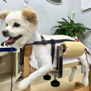 EP.15 |给猫狗“扎针”喝中药，宠物也能看中医！