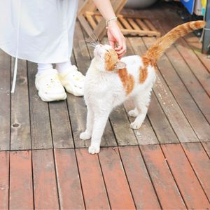阿梅77