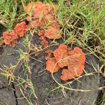 我在森林与灵芝聊天