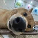 幸福狗狗爱猫猫