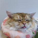 小笨孩儿