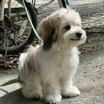 那个菁菁吧