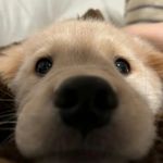 利普斯迪克嘛嘛嘛