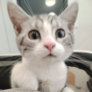 podcaster-avatar