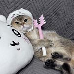 茶娘