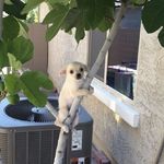 鹿鹿鹿_bVj1