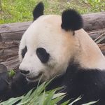 覃如许