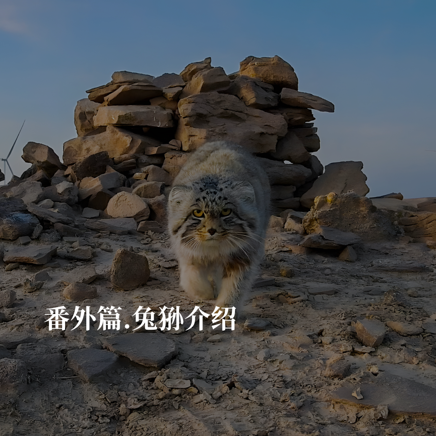兔狲日特辑：当兔狲成为网红，你真的了解它吗？ episode artwork
