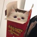 Yan_NOmR