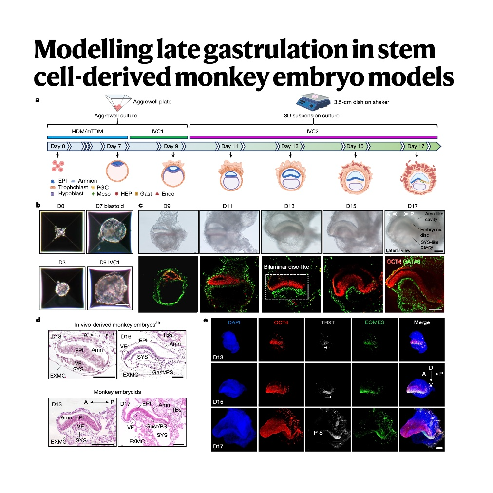 334-干细胞驱动的灵长类晚期原肠胚发育