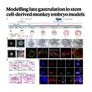 334-Modelling late gastrulation in monkey embryo models