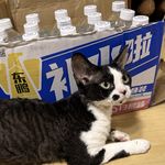 豹剌