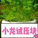 小龙_PFXS