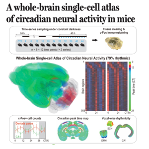 697-小鼠全脑昼夜神经活动单细胞图谱