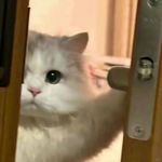 美味猫堡2426