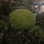 脑门弹棉花