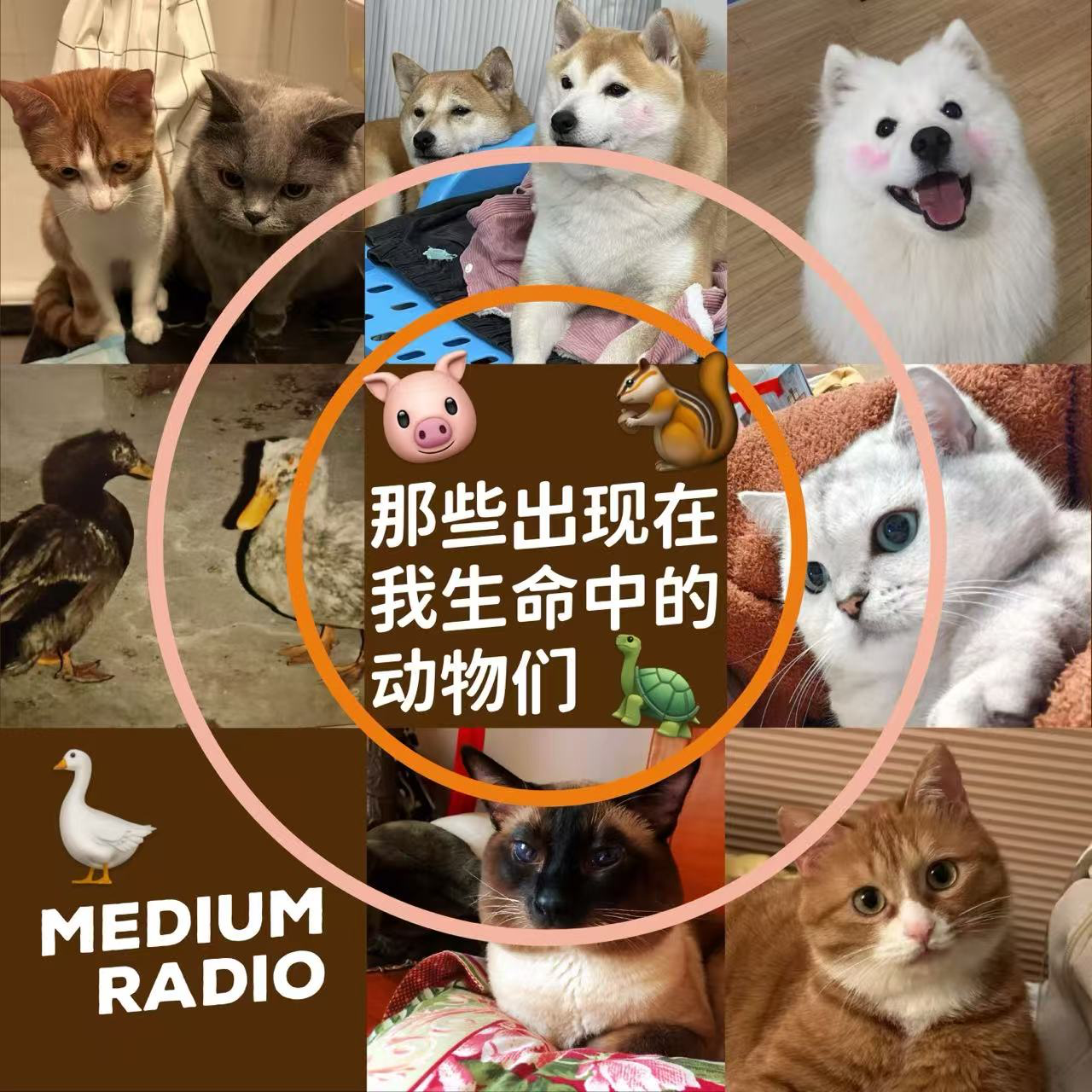 出现在我生命中的动物们 episode artwork