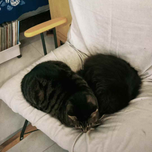 Vol.56 强是什么有毒的东西，我不要了！(近期生活觉悟碎碎念)