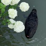 汝河舵手