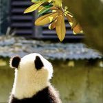 很稳的一只熊