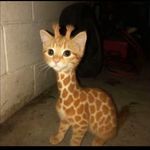一只嘻嘻猫
