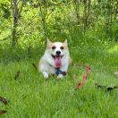 西红柿炒鸡蛋_K6CP