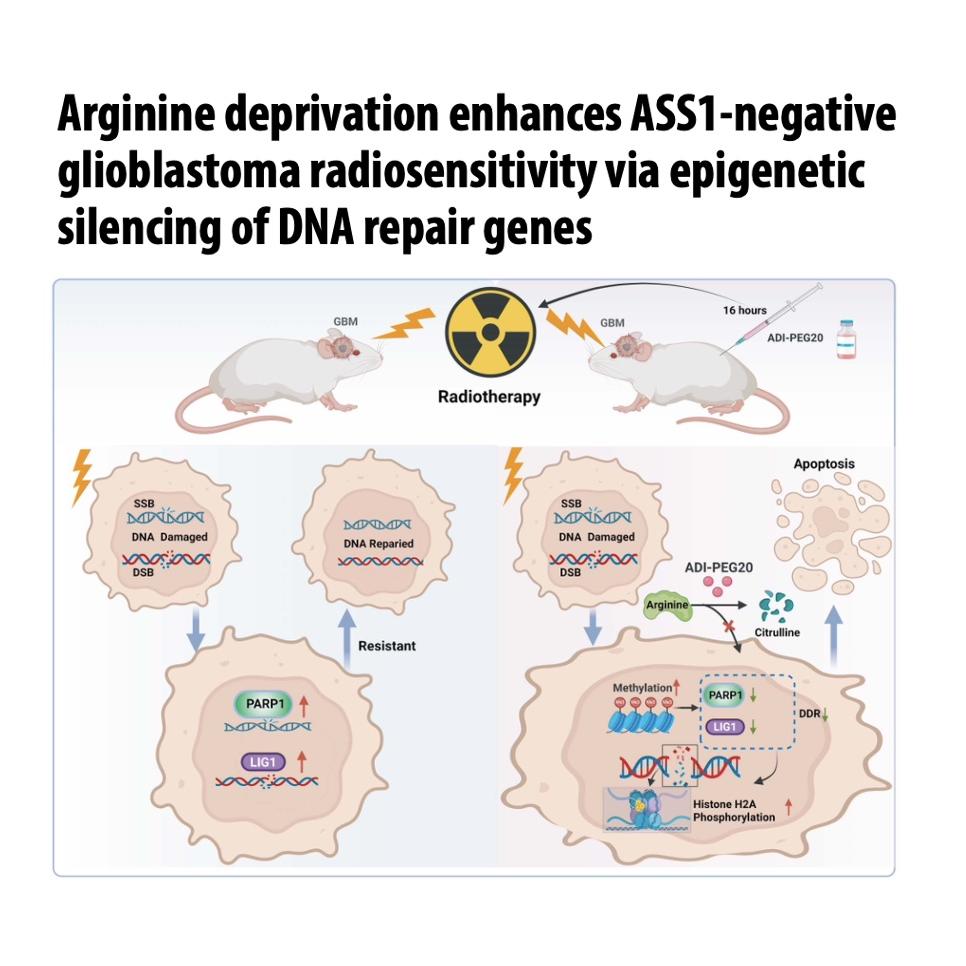 1461-Arginine Deprivation Enhances GB Radiosensitivity episode artwork