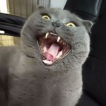 咕咕博