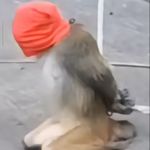疼痛发糕