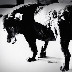 我有病｜说说抑郁这只大黑狗（上）