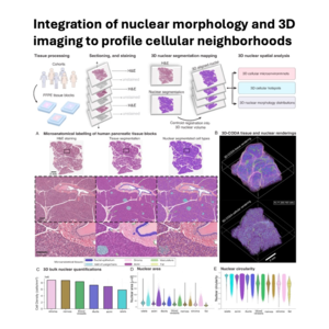 091-3D nuclear segmentation for digital pathology