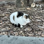 保住狗命的小辣椒