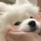 璃月yya
