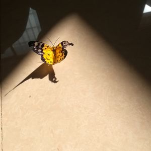 podcaster-avatar