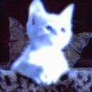 小狗圆舞曲_ViNW