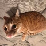 小猫智商低
