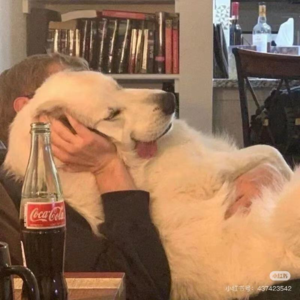 🌊长假片单｜从里斯本丸沉没 Pachinko 到思想验证区域