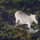 哥叫冬阳你记住