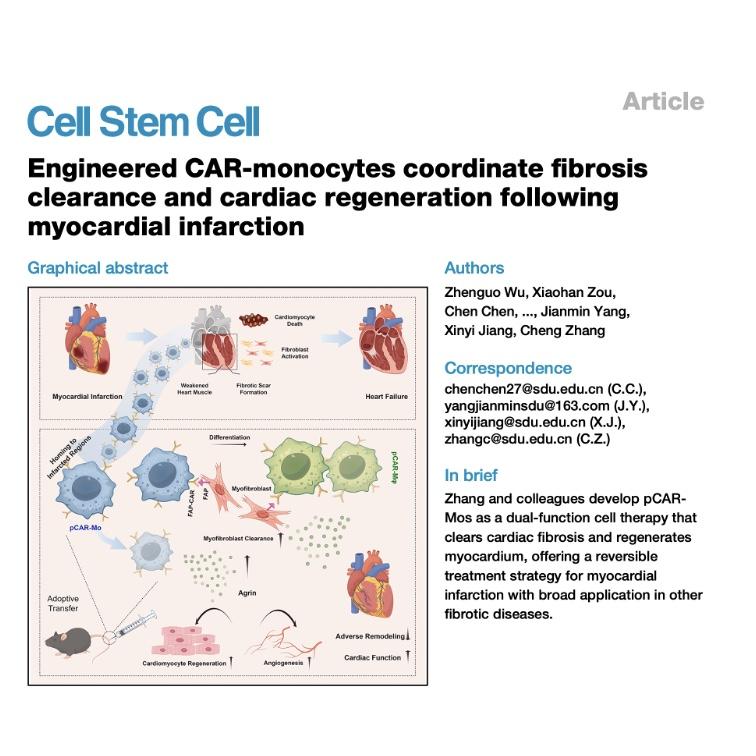 1094-Cardiac Fibrosis Clearance and Myocardial Regeneration episode artwork