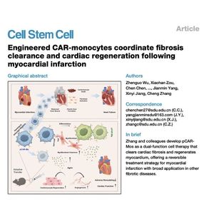 1094-Cardiac Fibrosis Clearance and Myocardial Regeneration