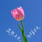外星小卷