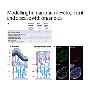 372-Roadmap for Modelling Brain Development with Organoids